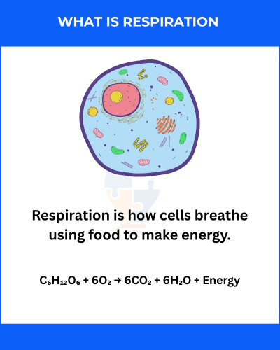 Illustration of a cell with a caption explaining respiration and its chemical equation: cells convert food to energy using oxygen.